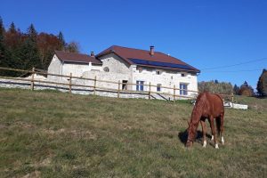Osteopathie Animale - pratique equine - Grand Genève