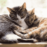 Chats du Coeur