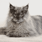 Chatterie Arche d'Isid'Or
