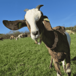 Chèvrerie des P'tits Loups