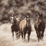 Ecuries Horselou