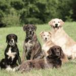 Education et Pension canine du Brivet