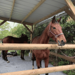 Ferme équestre les Six Chemins