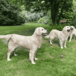 Les Berberies