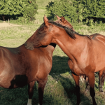 Les Chevaux de Marolles