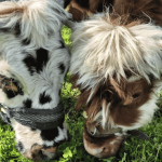 Les Petits Sabots de l'Oudon