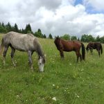 Les écuries d'Inaya
