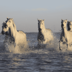 Les écuries du Plongeon