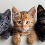 Nos amis les poilus à quatre pattes