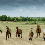 Ranch des Bords de Loire