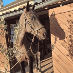 SCEA Optimum Horses