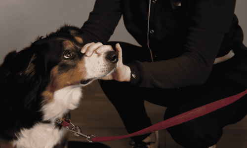 Découvrir la formation continue - ESAO
